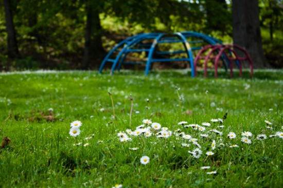 daisies and the blue jungle gym at cleveland's martin luther king jr. blvd