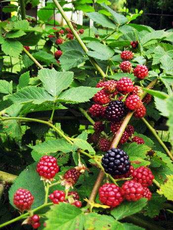 blackberries