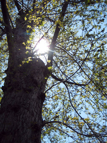 tree, sky, sun tree, sky, sun