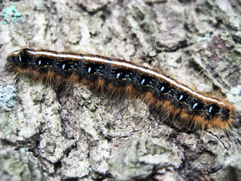 caterpillar on a tree