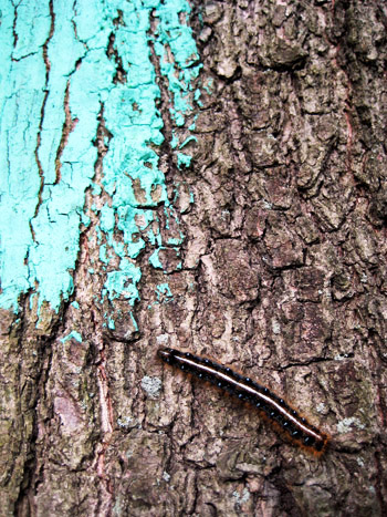 caterpillar on a tree with turquoise paint