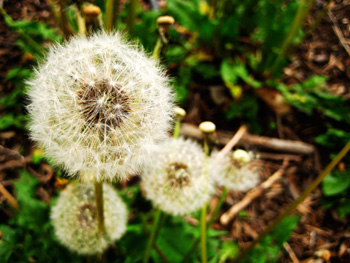 dandelion