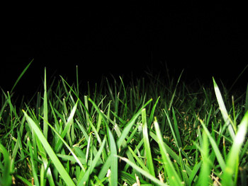 grass, nighttime