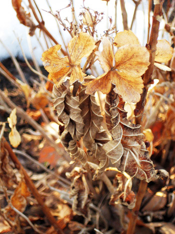 dead flowers dead flowers
