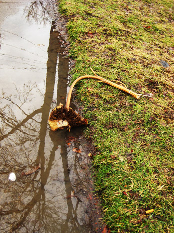 dead sunflower