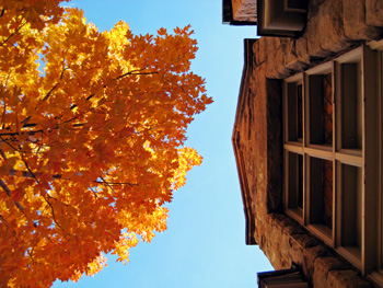 tree and window friends