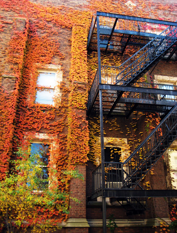 fire escape leaves