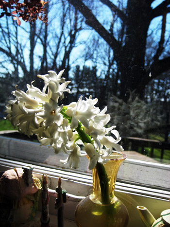 flowers at aunt stephanie’s window