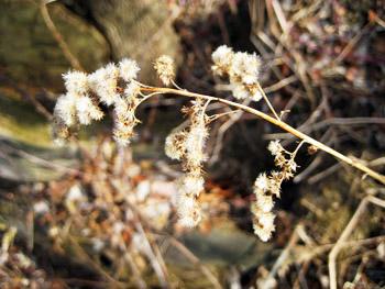 fluffy flowers