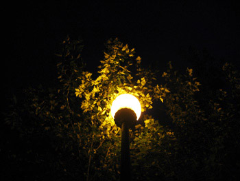 lamppost and tree at night
