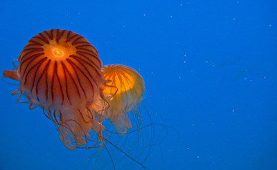 orange jellyfish - baltimore aquarium special exhibit