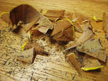 pencil shavings