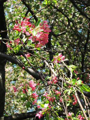 pink flowers