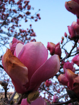 pink petals