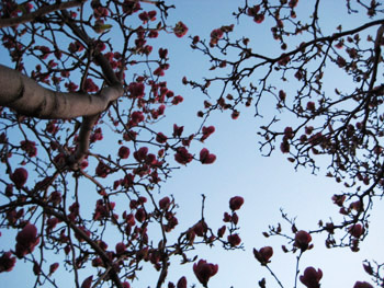 pink petals
