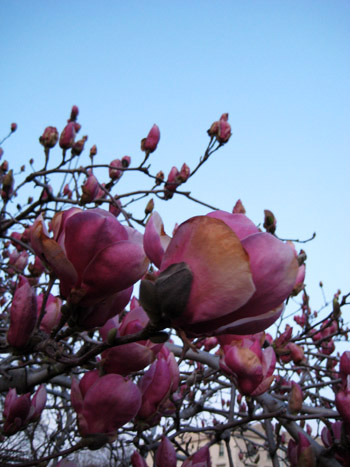 pink flowers