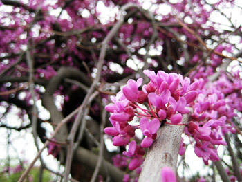 pink focus pink focus