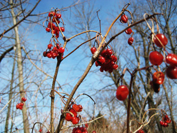 red berries + blue sky = pleasant composition red berries + blue sky = pleasant composition