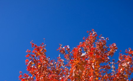 fiery leaves on a brilliant blue