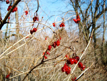 red berries in withering trees