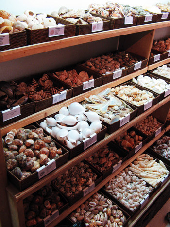 shell shop