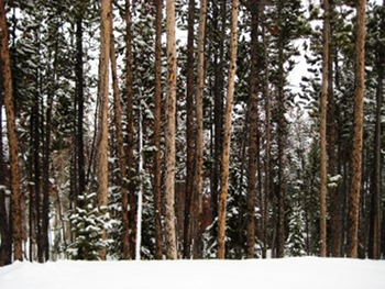 ski trees