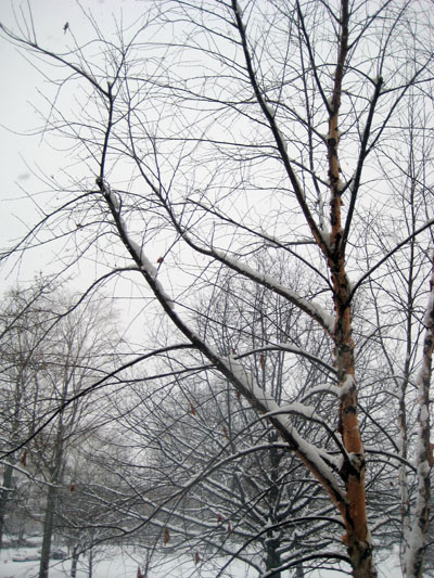 snowy tree right outside my window snowy tree right outside my window