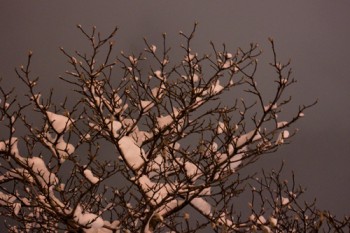 snowy tree against sky