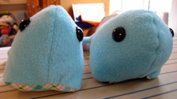 student whales