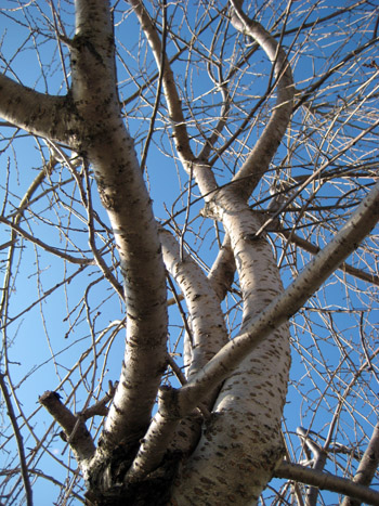 tree