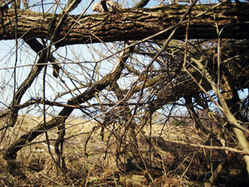 tree mess