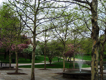 trees and fountain