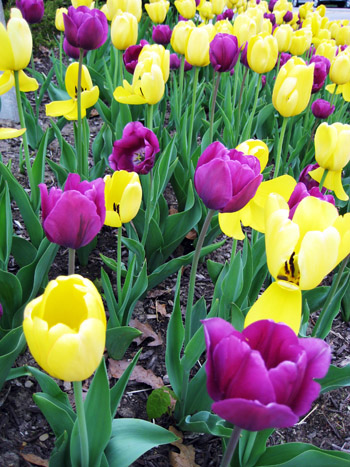 tulips!