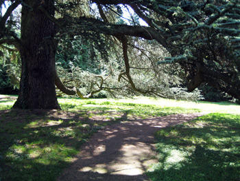 under tree under tree