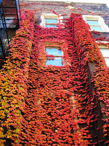 vine building