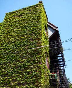 vine wall