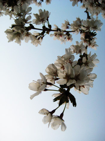 white flowers on a tree