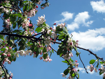 white flowered tree
